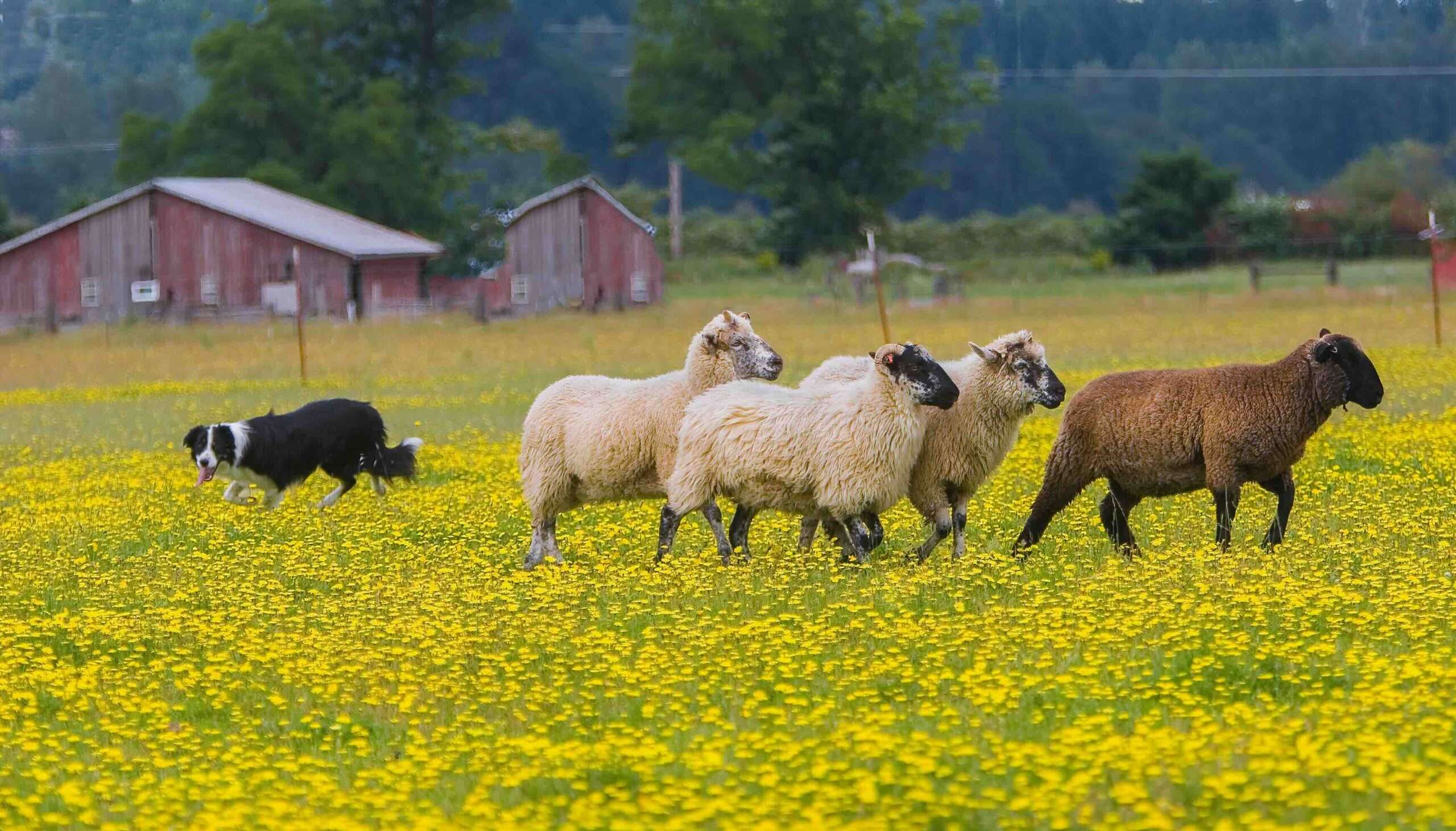 What is Sheep Herding for Dogs