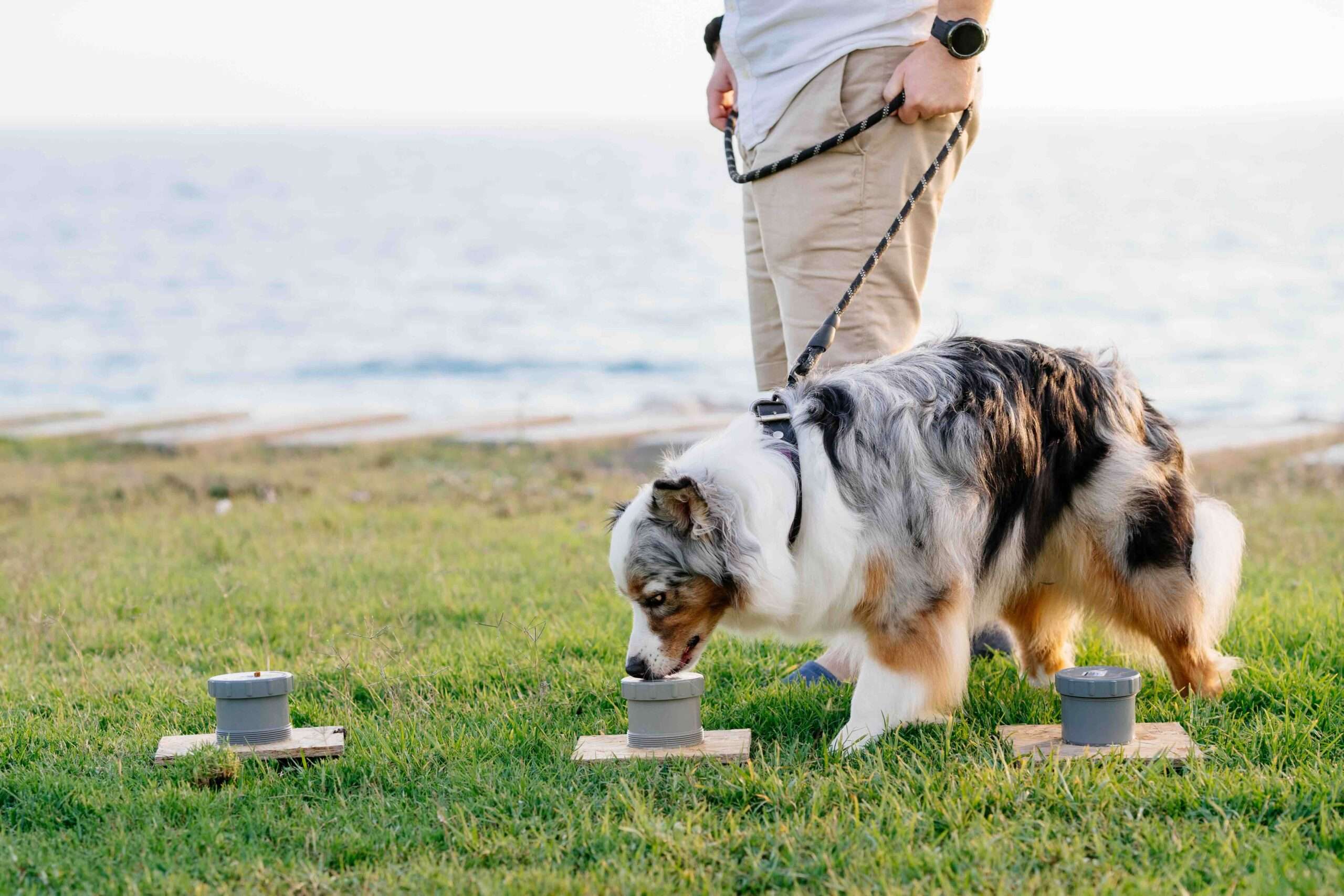 The History of Scent Work For Dogs