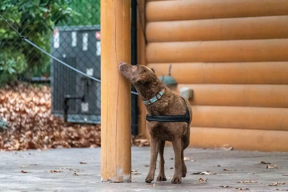 How to Choose the Right Scent Work Instructor for Your Dog