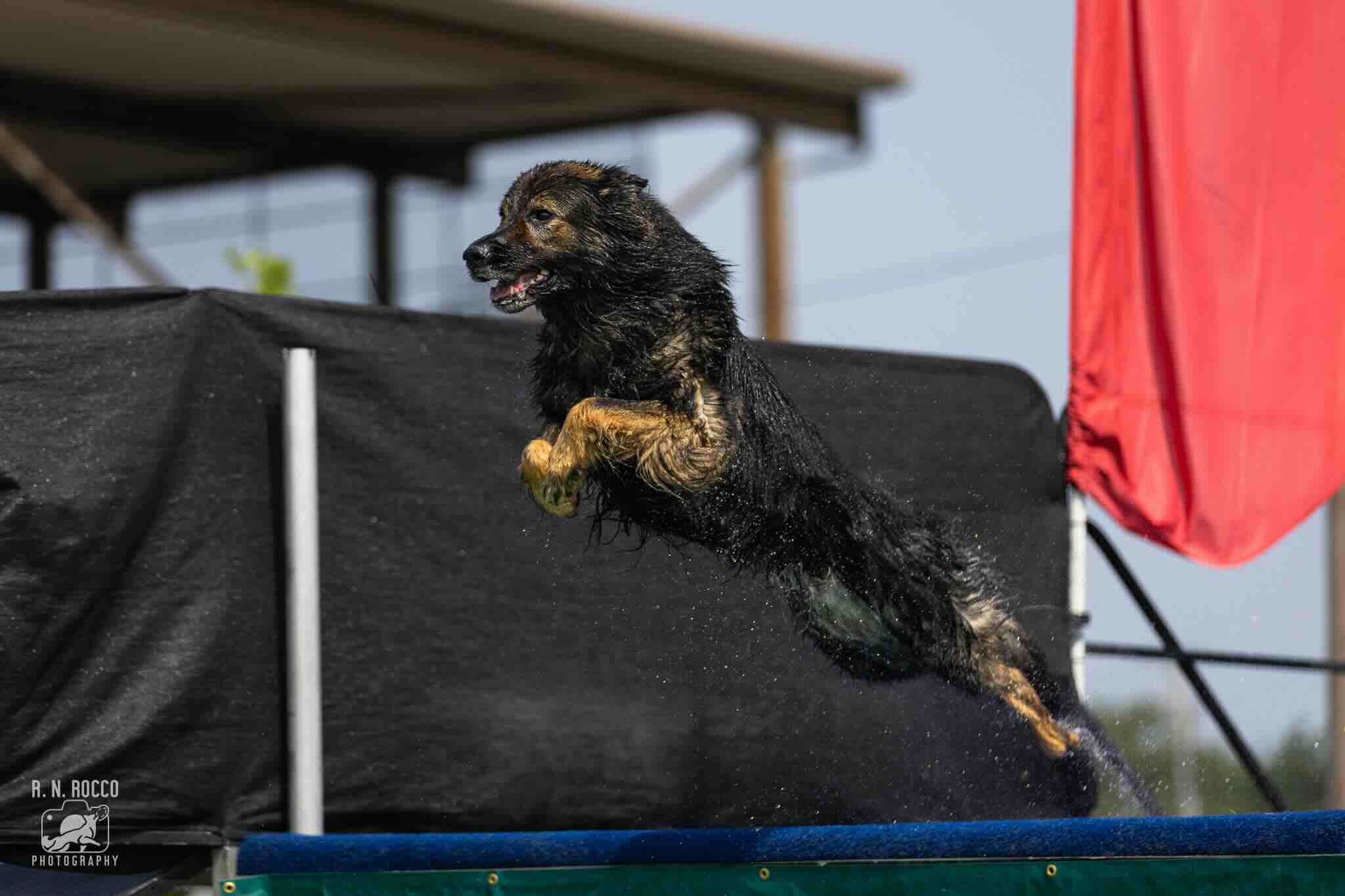Benefits of Dock Diving for Dogs and Owners
