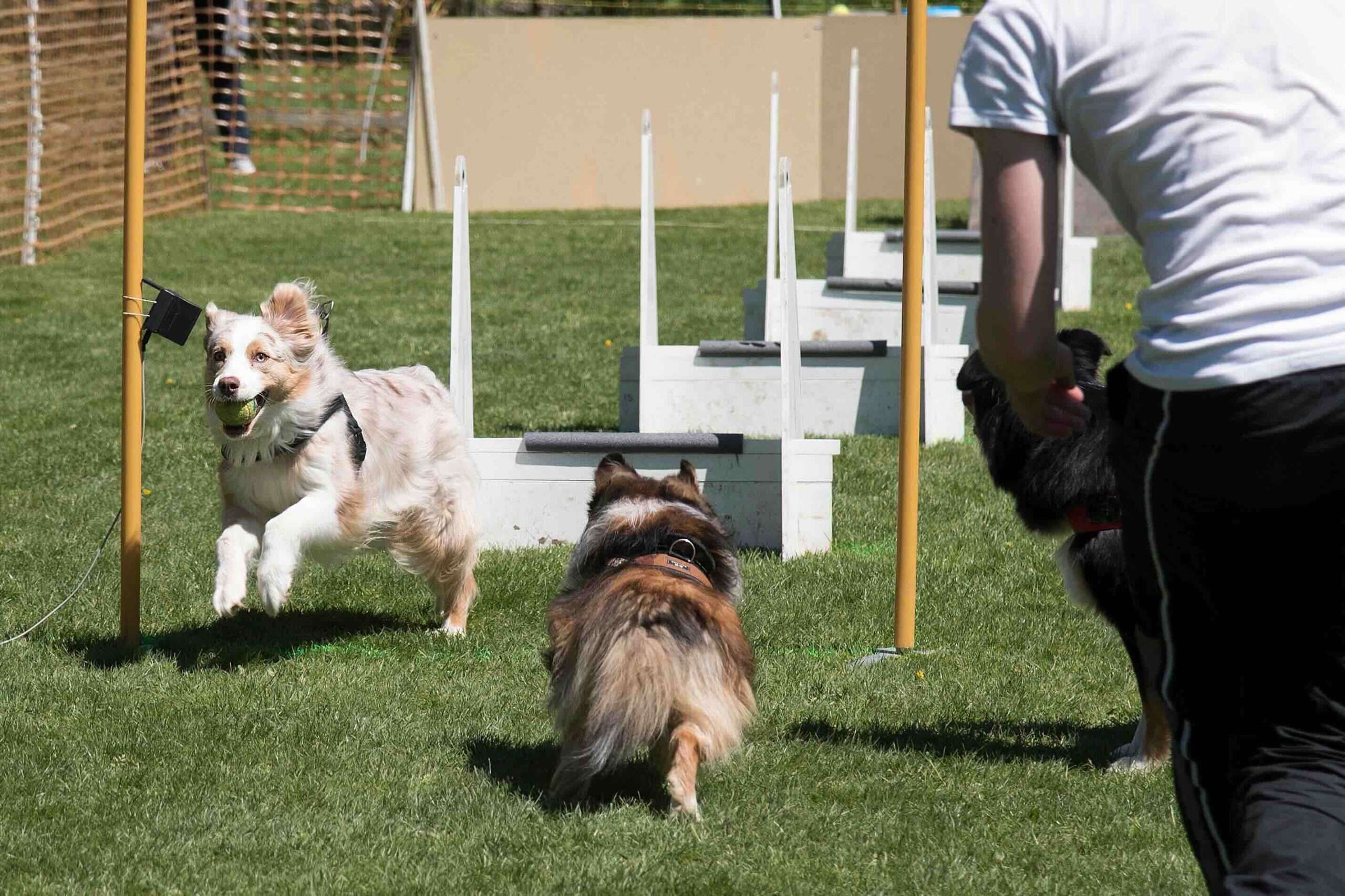 Flyball dog sport