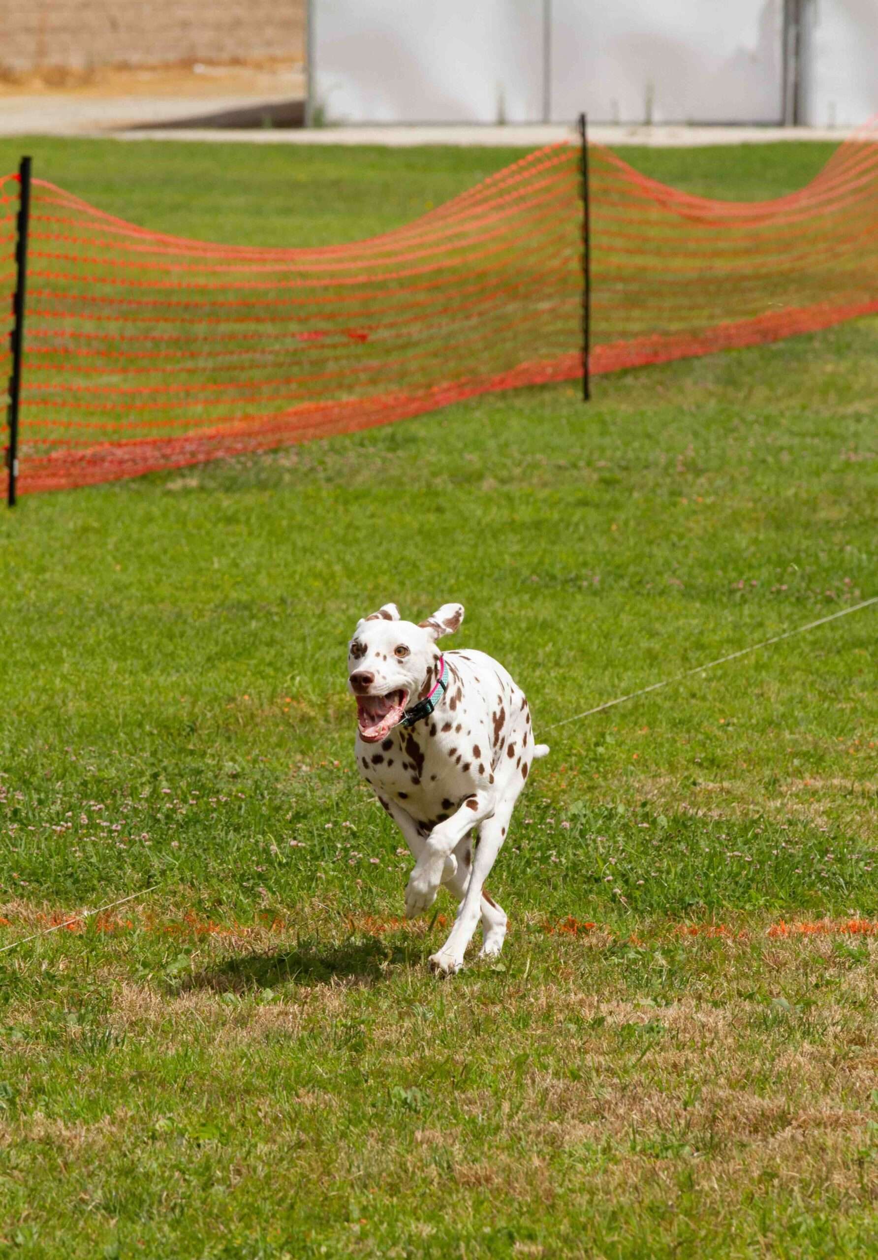 How Fast CAT Dog Sport Competitions Work: Rules and Regulations