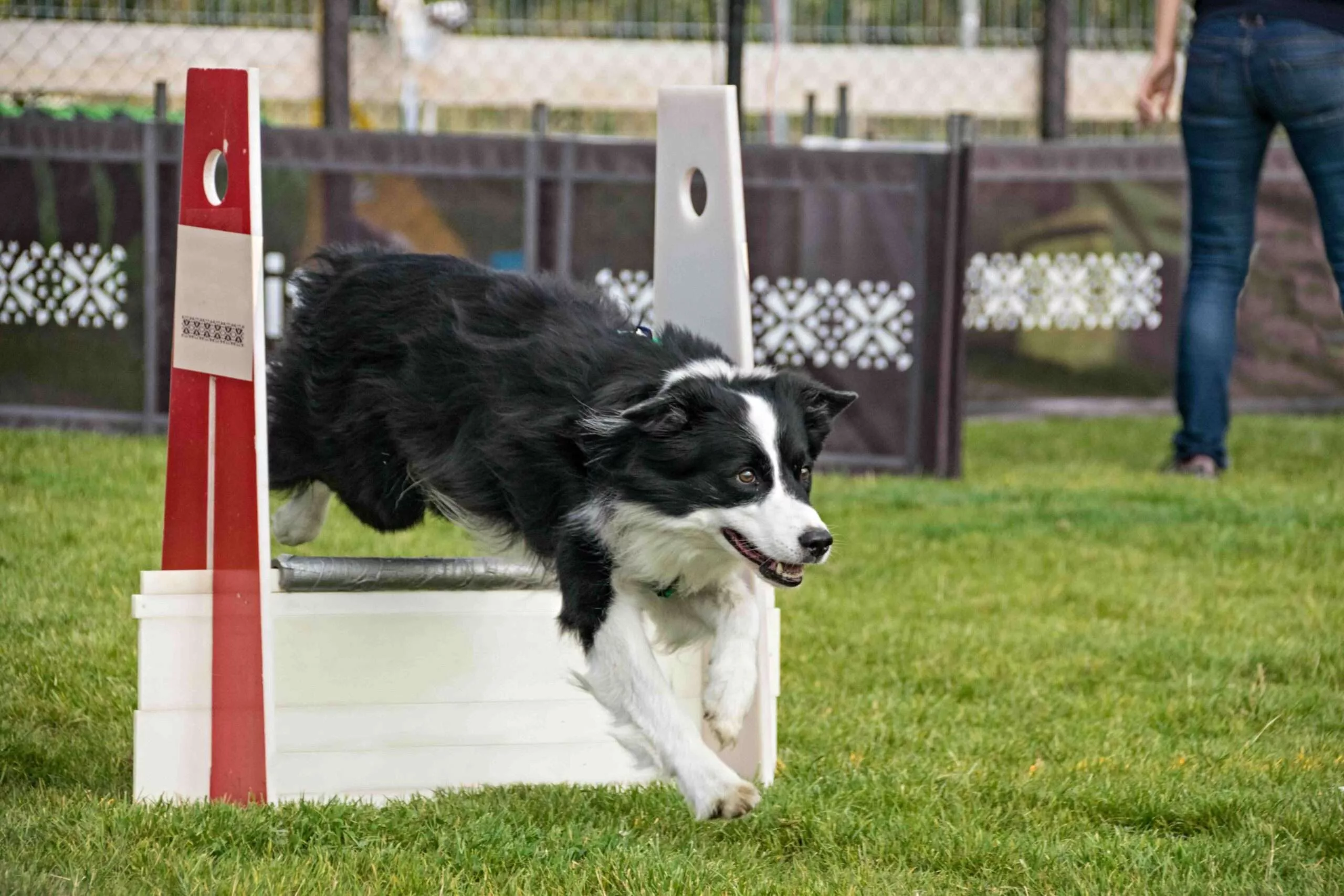 Flyball in action