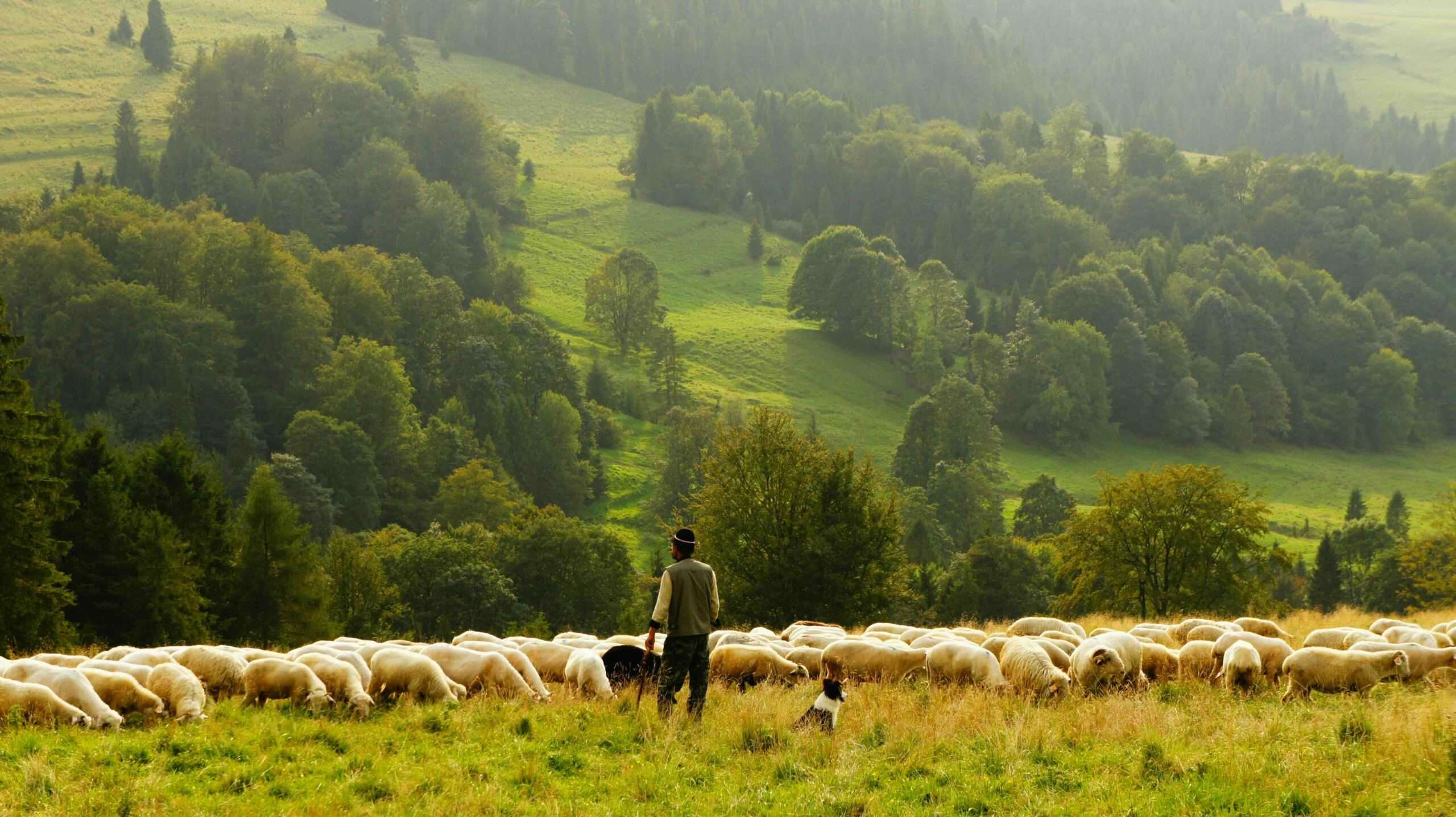 History Of Sheep Herding With Dogs