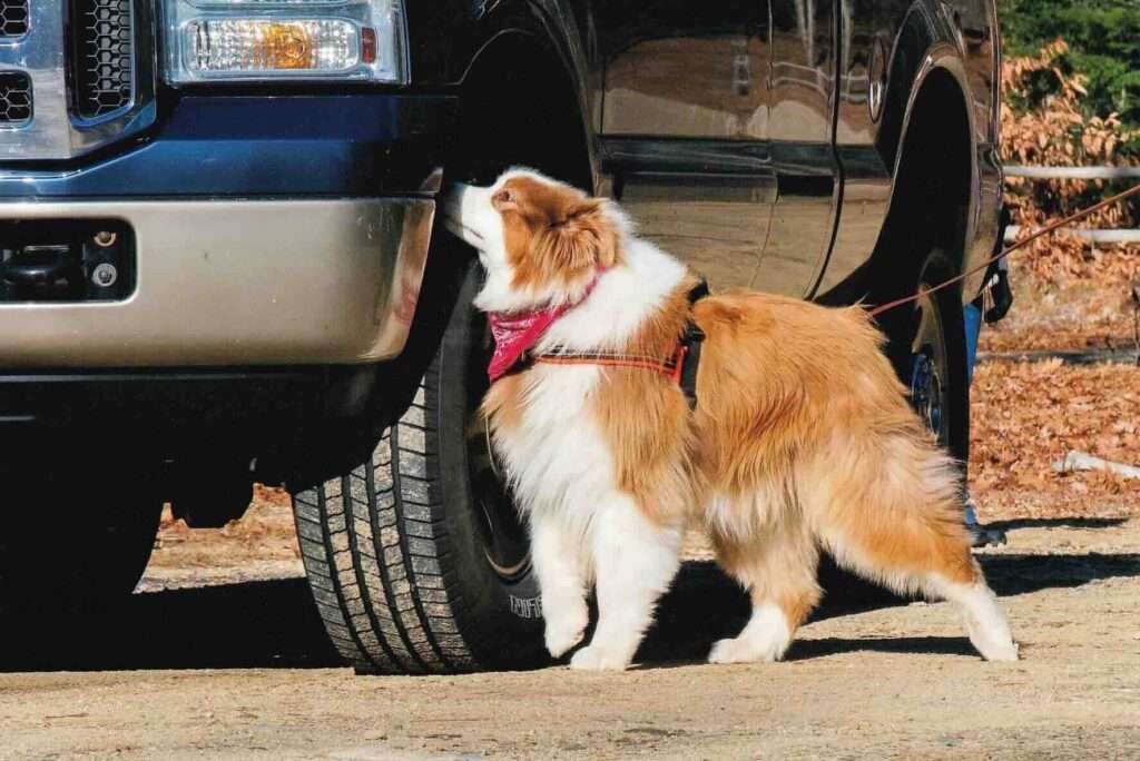 NACSW: Everything You Need to Know About The National Association of Canine Scent Work