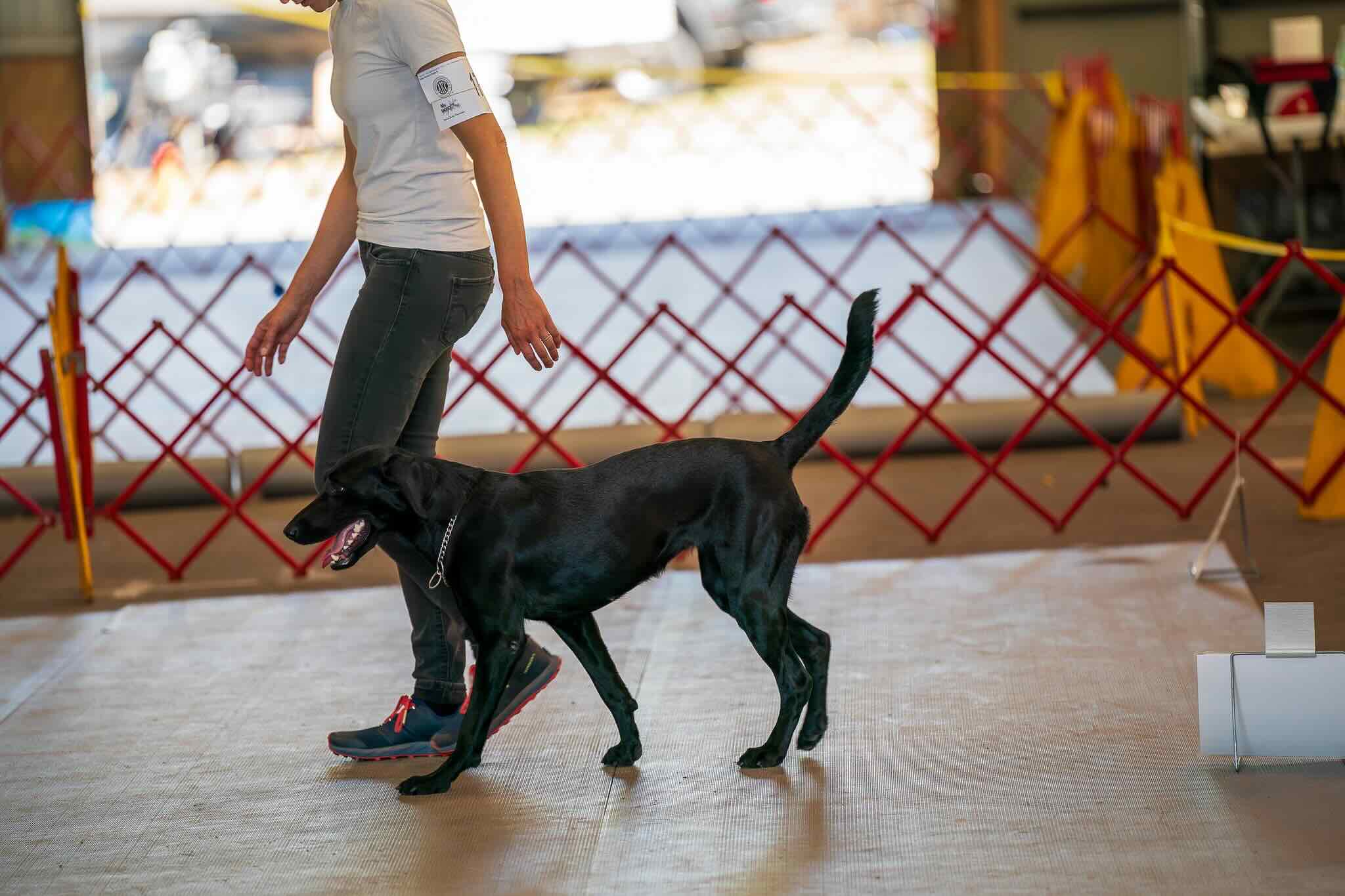 Virtual Rally Obedience: A Game-Changer in Dog Sports