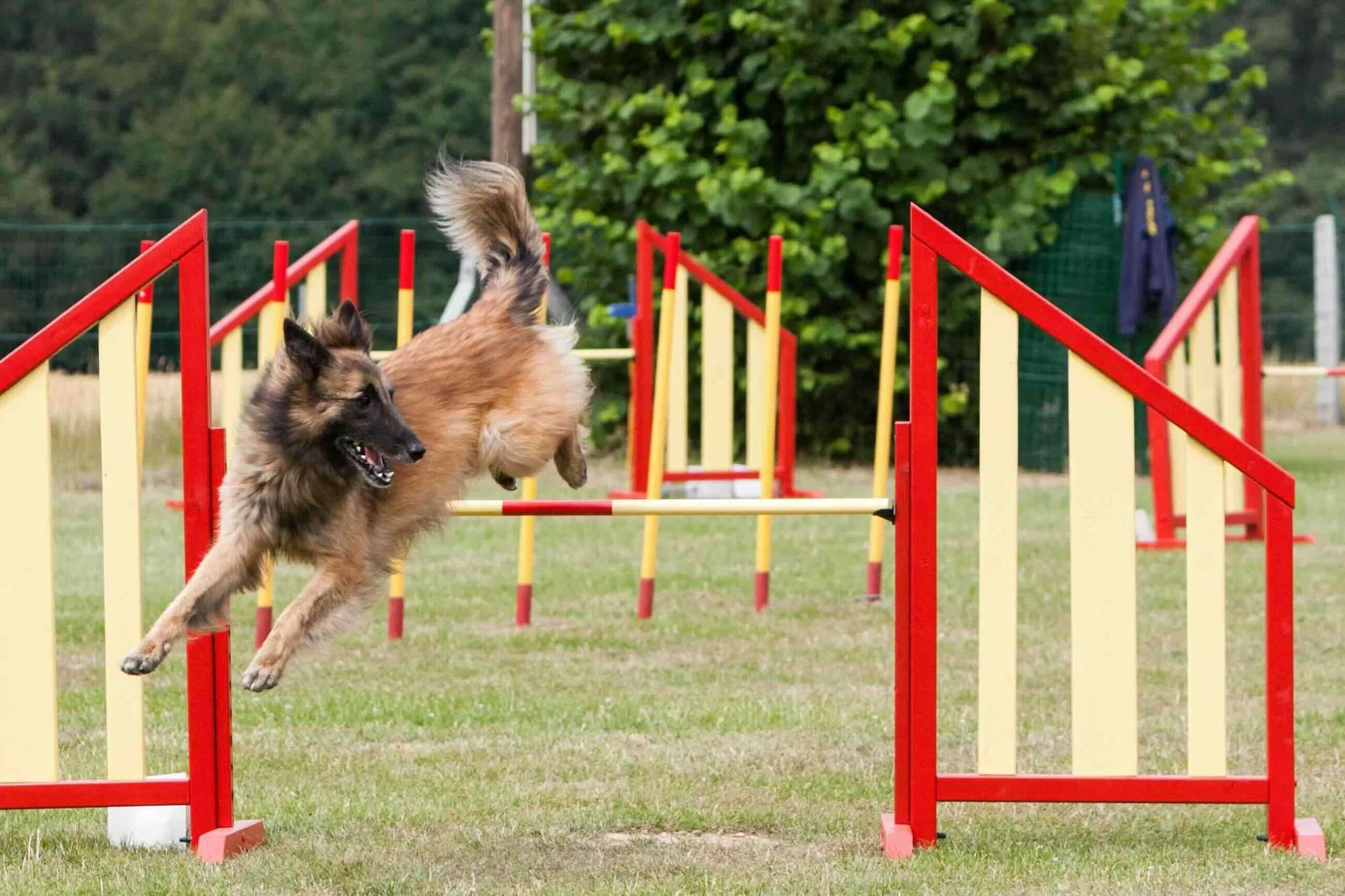 How to Pick the Right Agility Organization for Your Dog