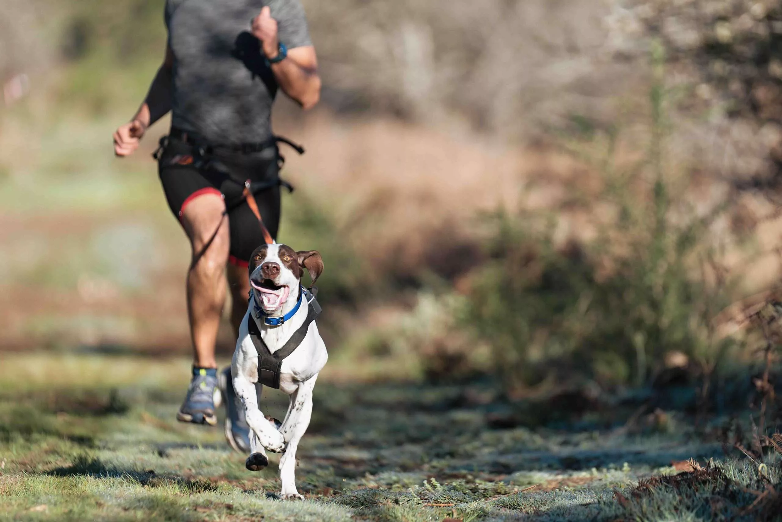 North American Canicross: Running Strong With Our Dogs