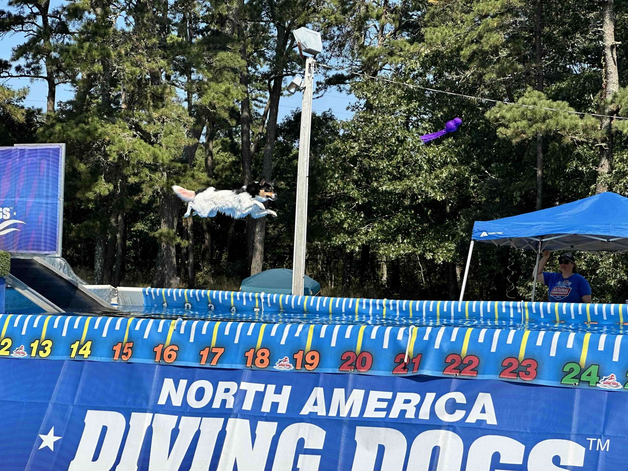 How Dock Diving Builds Confidence in Your Dog