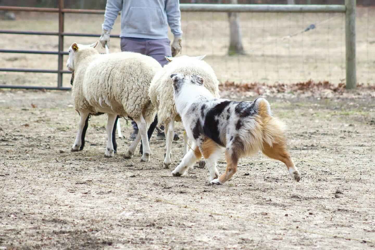 Types of Sheep Dogs: Understanding the Breeds That Excel at Herding
