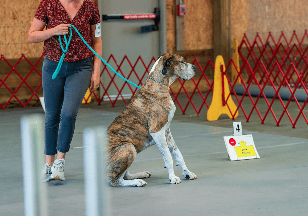 Rally Obedience Course Setup