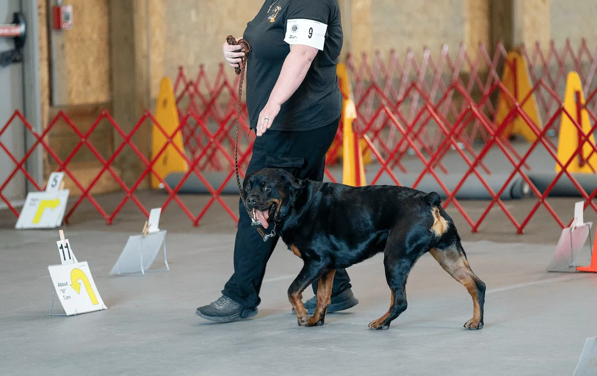 Rally Obedience Course Setup