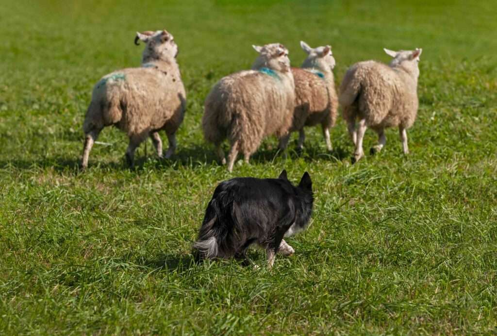 What It Takes to Compete in Sheep Herding Trial