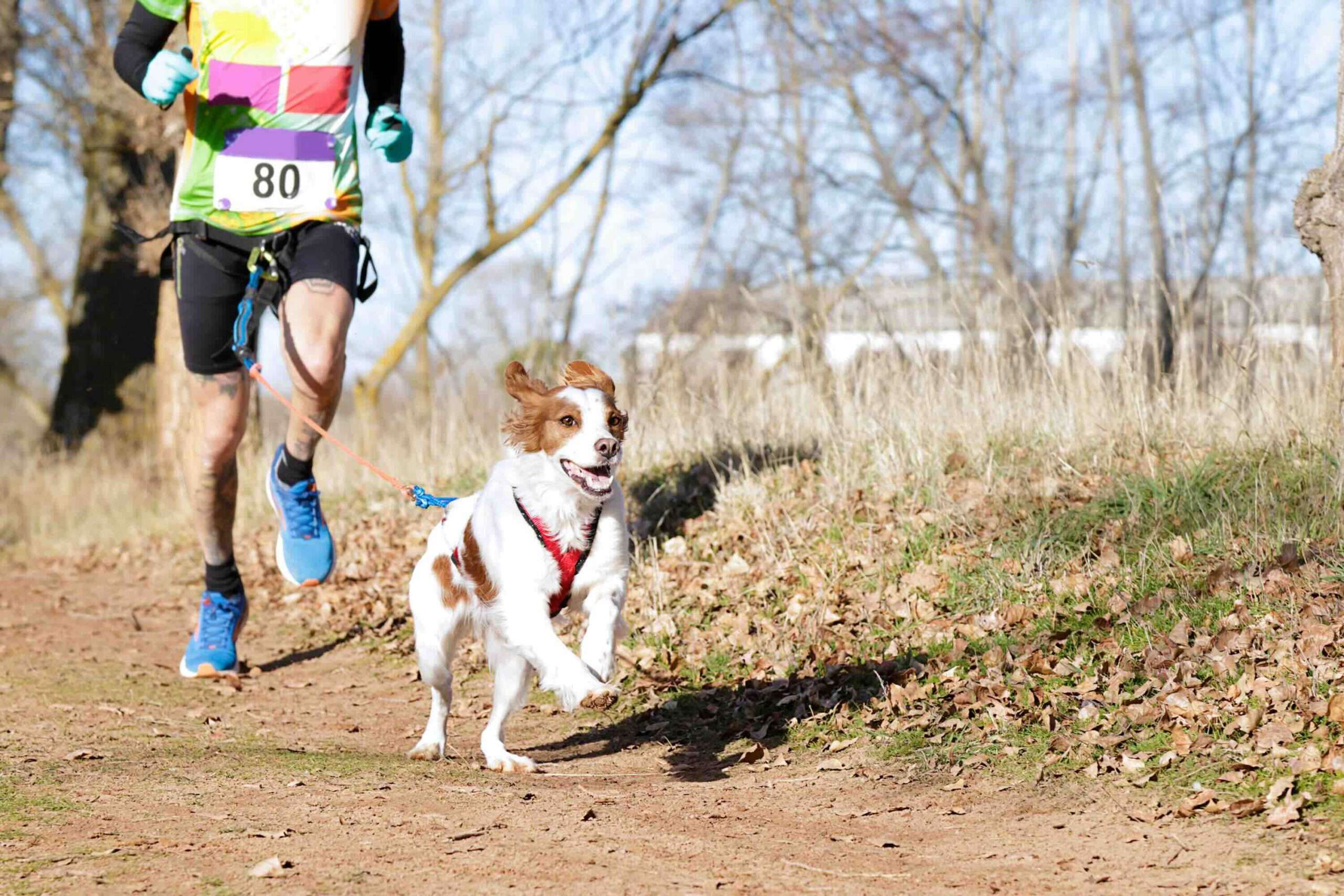 When Can I Start Training My Dog For Canicross?