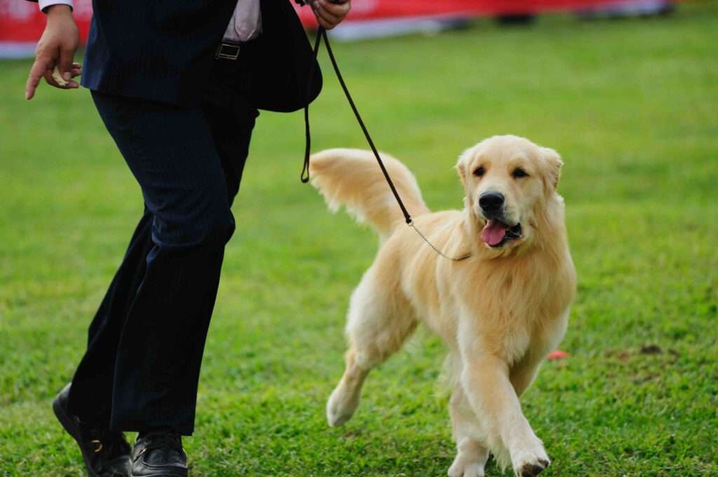 What Is Dog Conformation And Why It Matters?