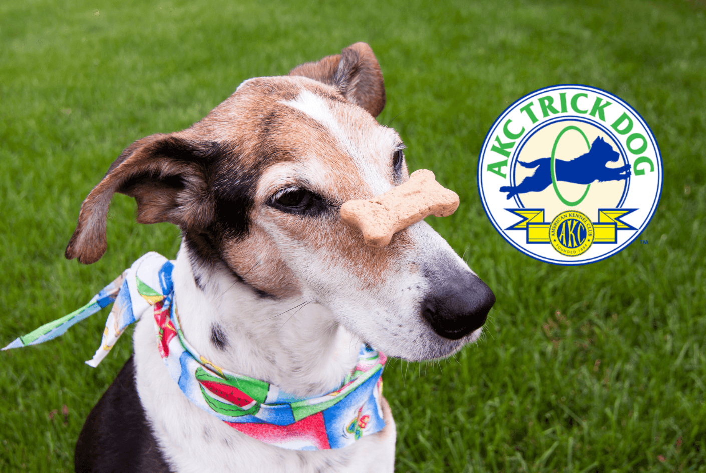 AKC Trick Dog Program