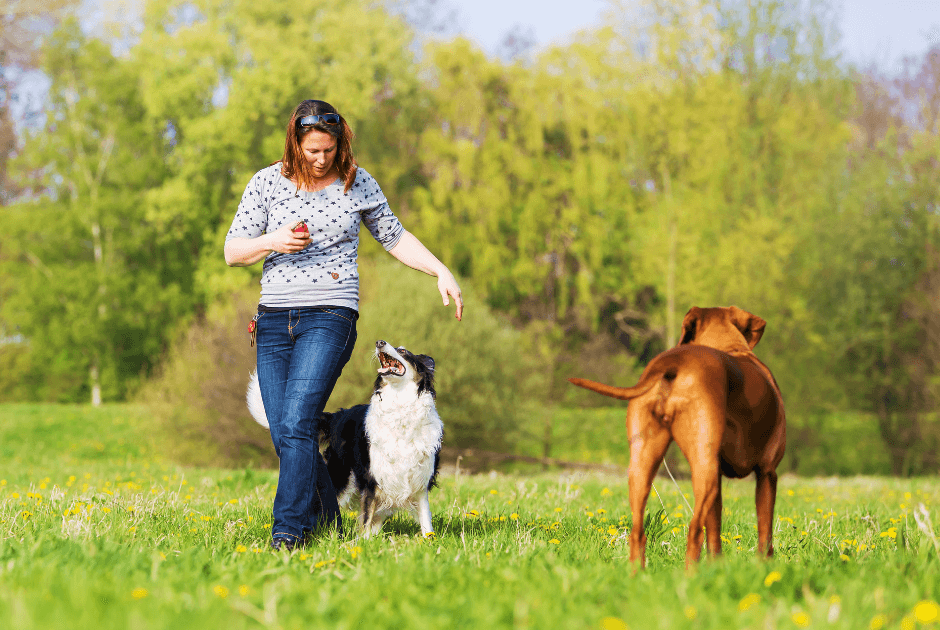 How to Get Started in Dog Dancing Sport?