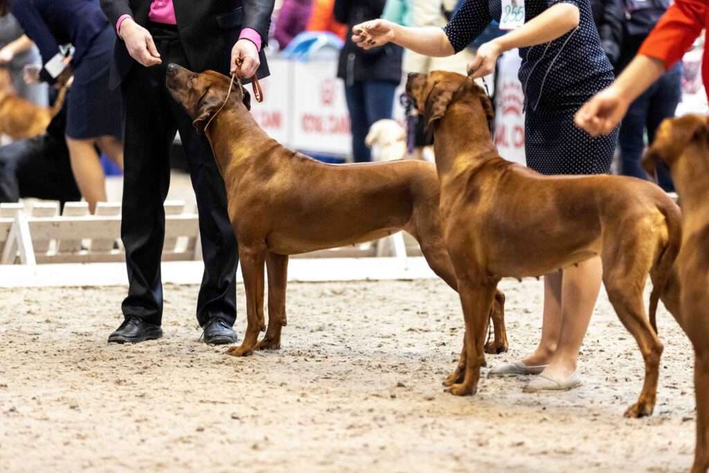How Does a Dog Conformation Show Work?