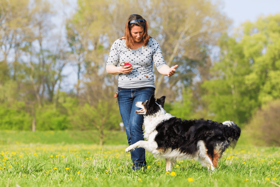 Canine Freestyle dog sport