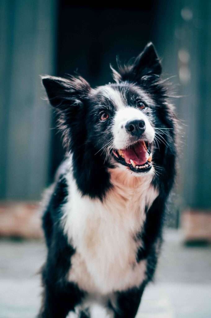 How to Get Started in Dog Dancing Sport?