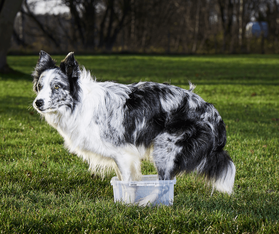 Complete Guide to the AKC Trick Dog Novice Title