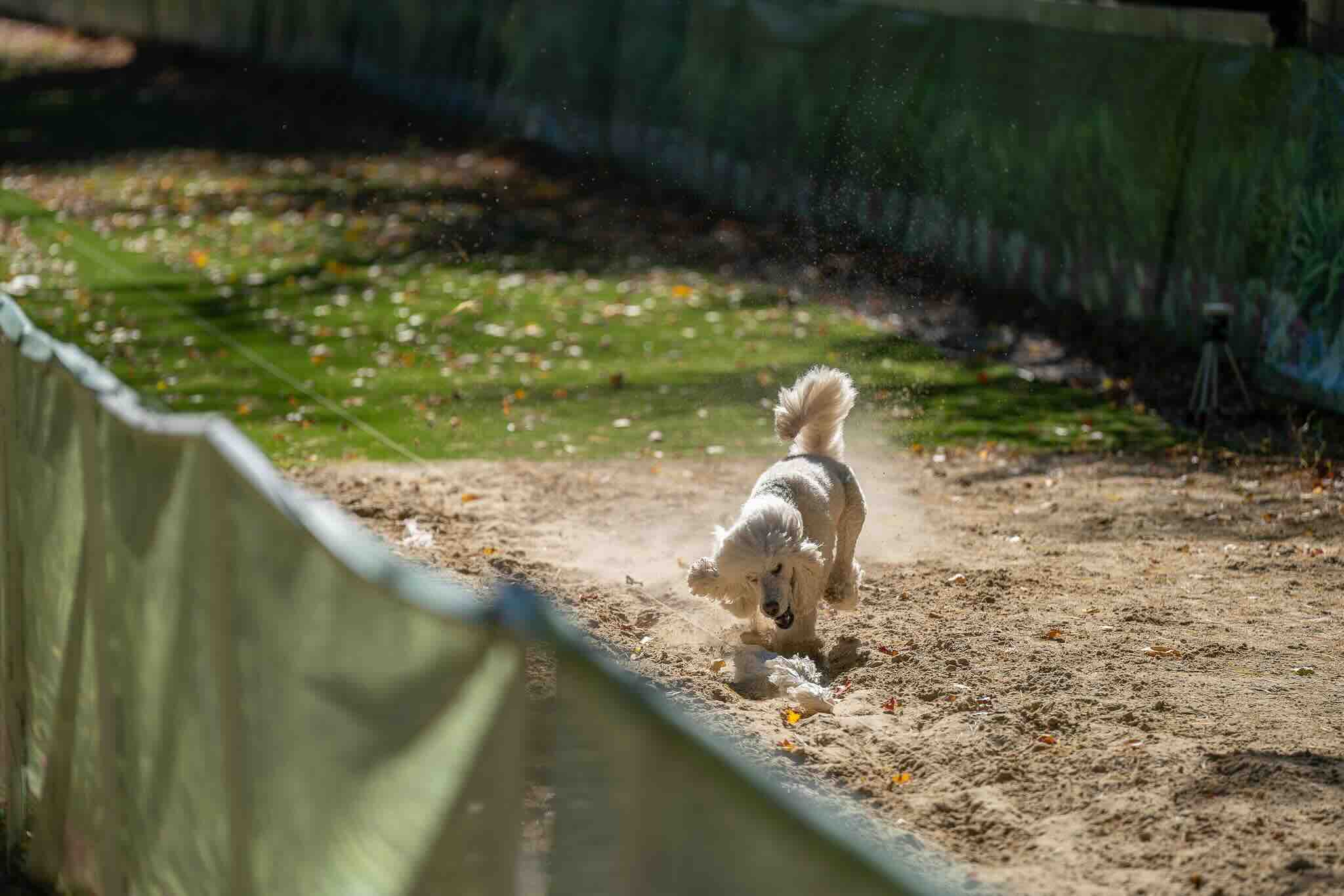 Fast CAT vs. Lure Coursing: What’s the Difference?