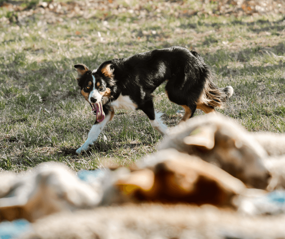 Herding Ball for Dogs
