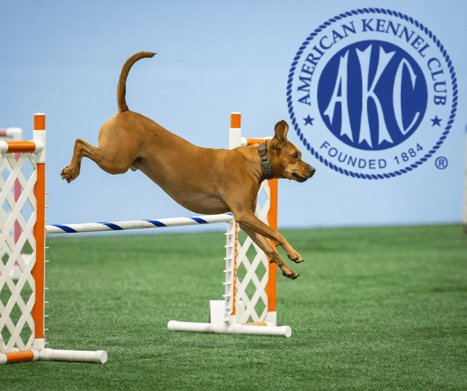 Easy AKC Titles to Kickstart Your Dog’s Journey