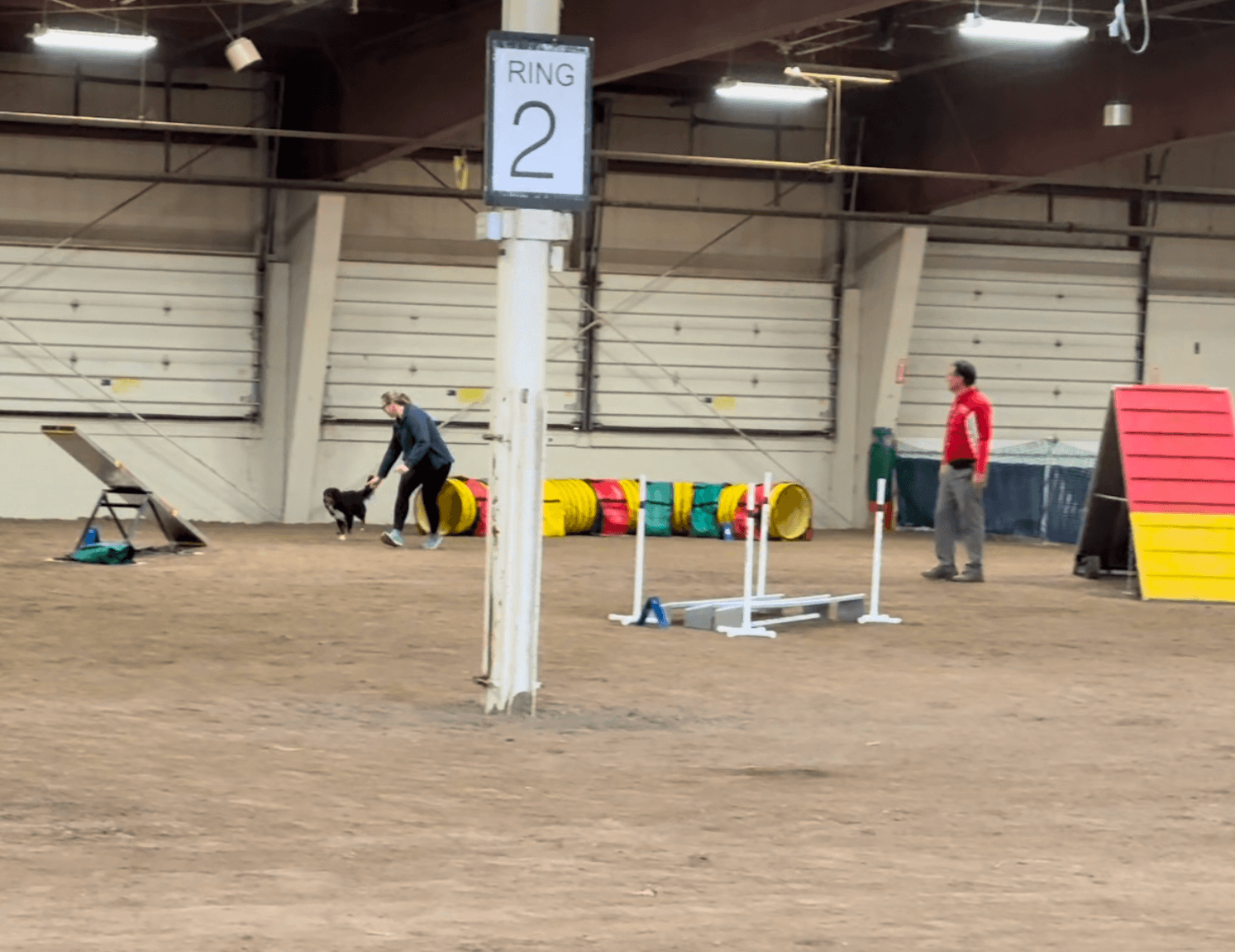 What Judges Look for in Dog Sport Competitions