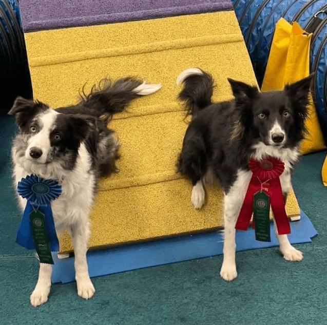 What Are AKC Titles and Why Are They Important for Dog Owners?