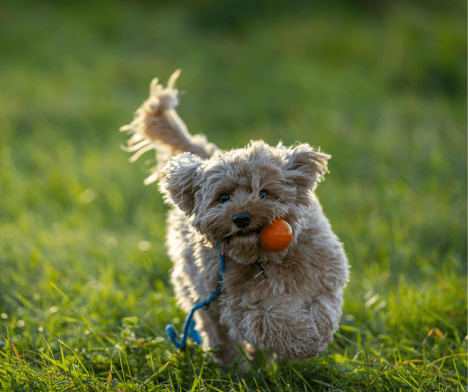 History and Development of the AKC Fetch Program