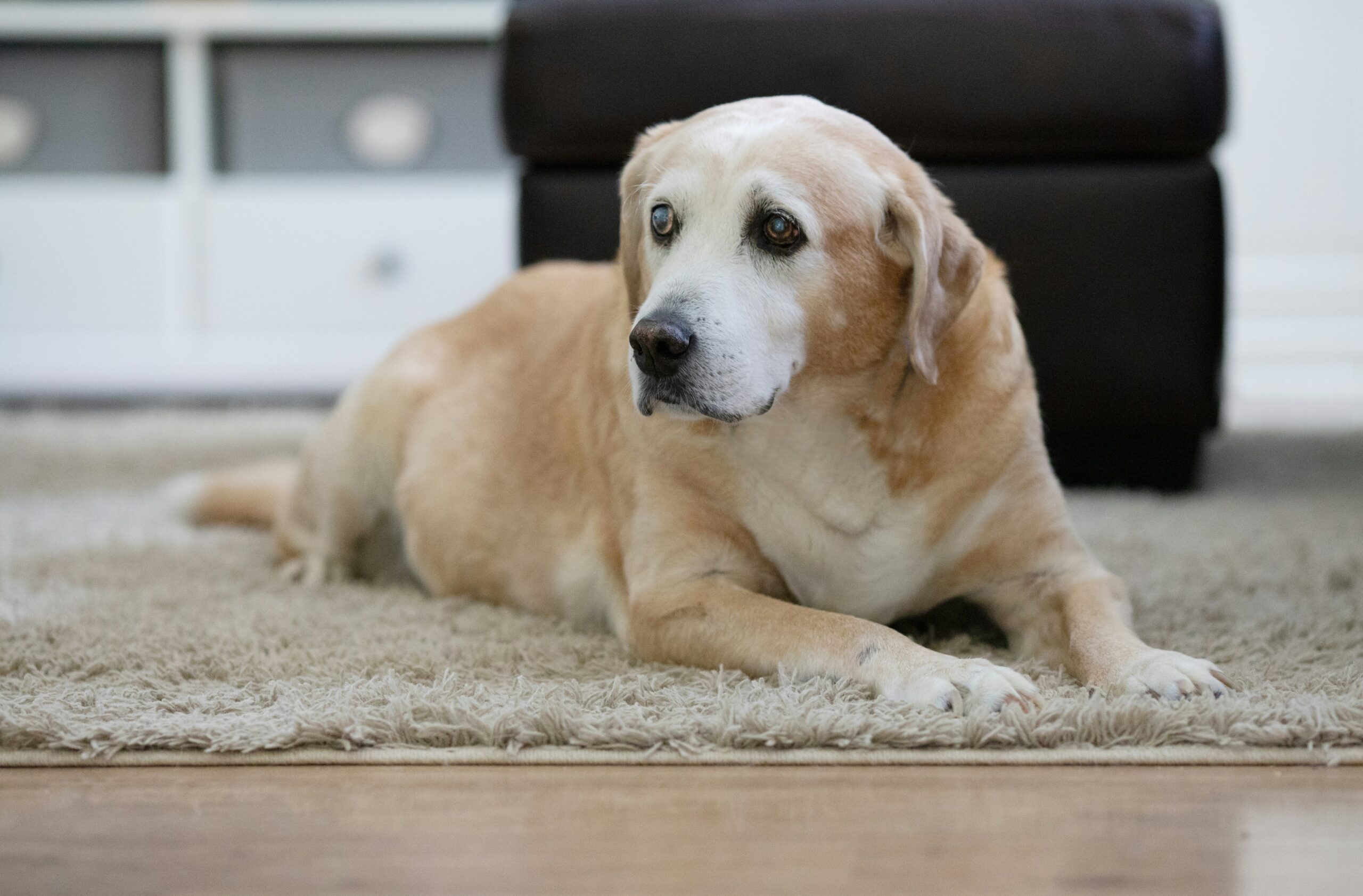 The Benefits of Dog Sports for Senior Dogs