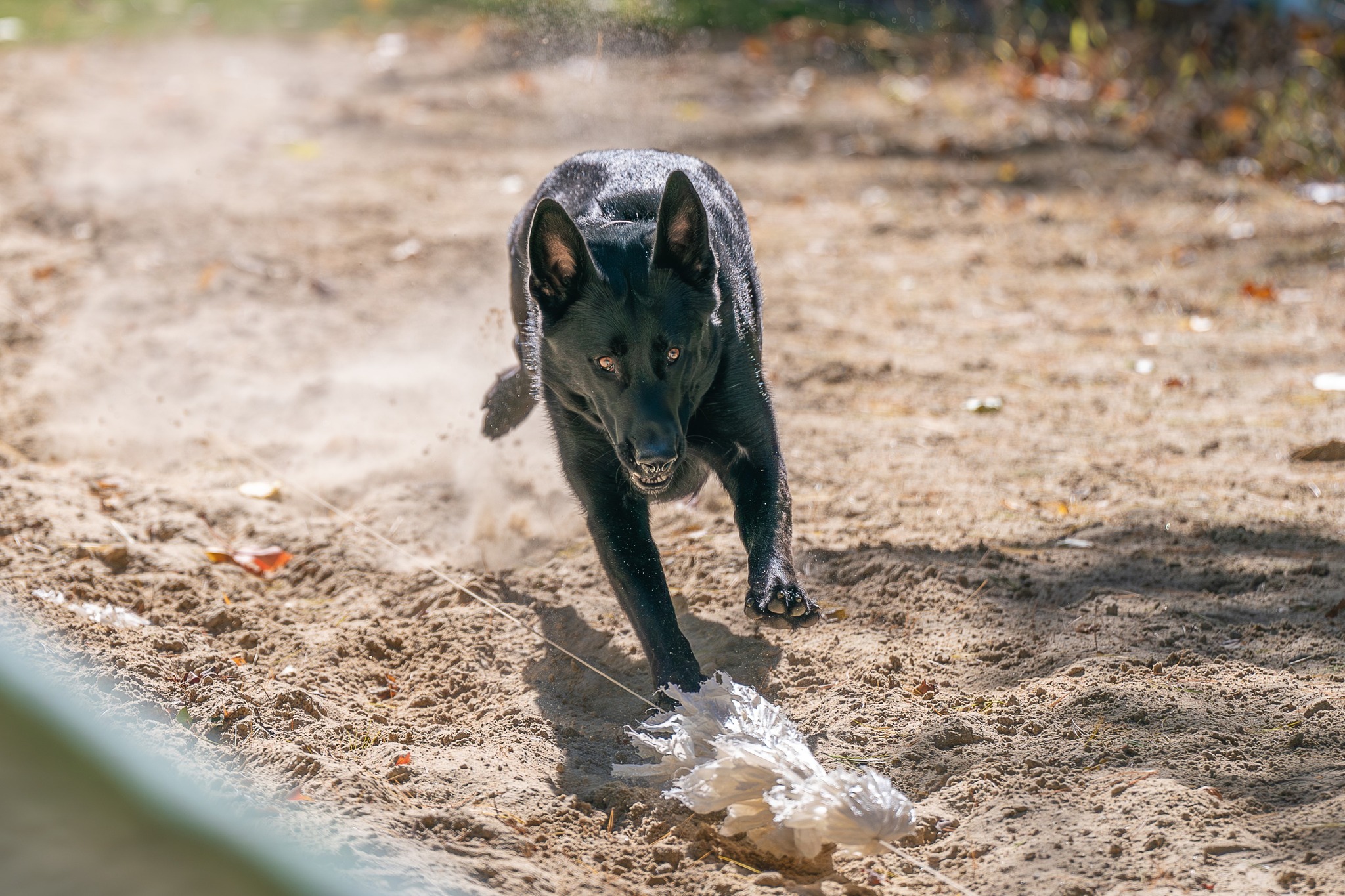 AKC Fast CAT Rules: What You Need to Know