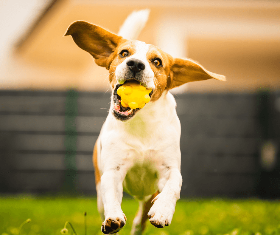What Is AKC Fetch?
