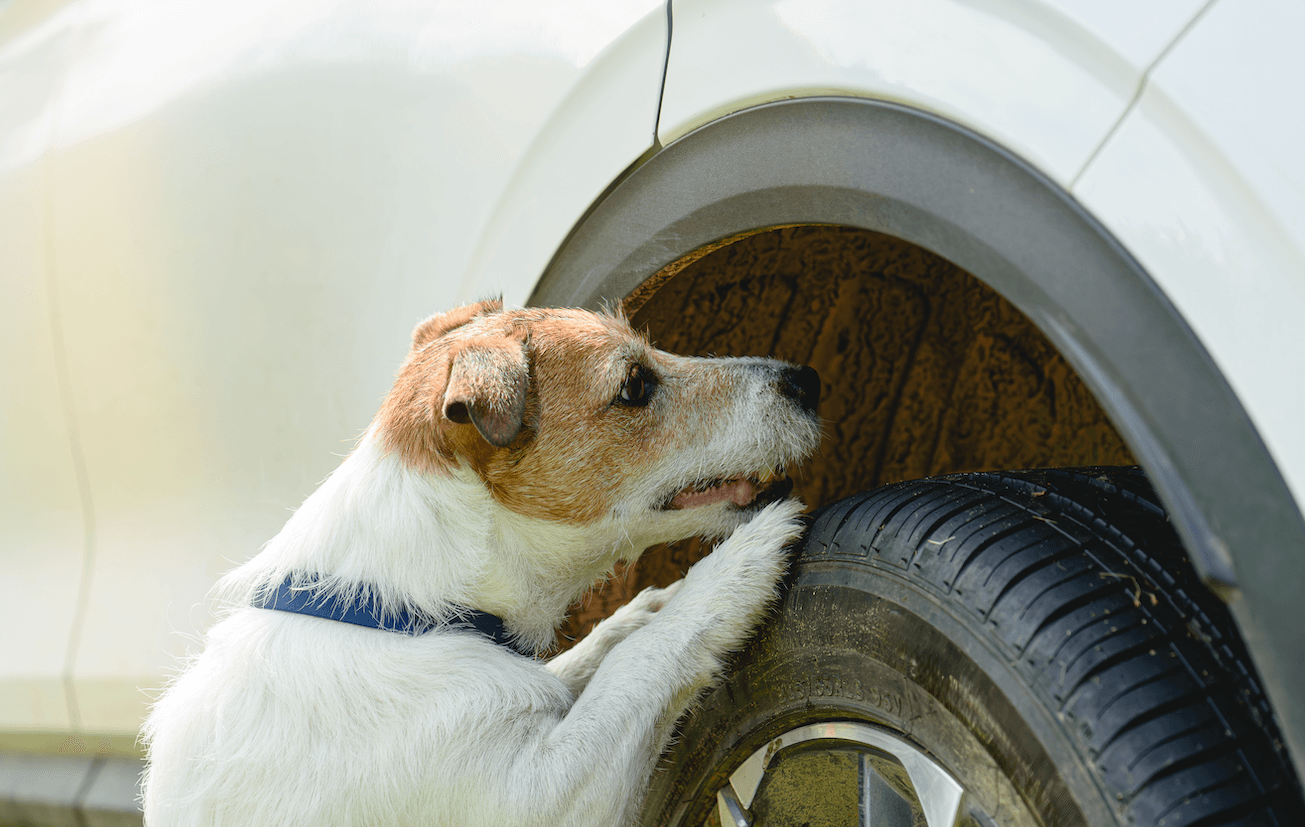 Scent Work Around the World: A Global Perspective on Canine Scent Work Organizations