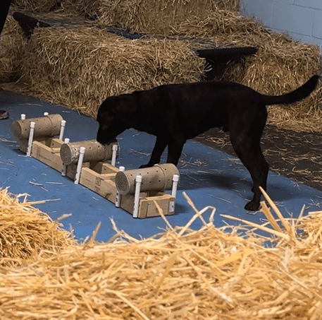 AKC Barn Hunt Titles: What They Are and How to Earn Them