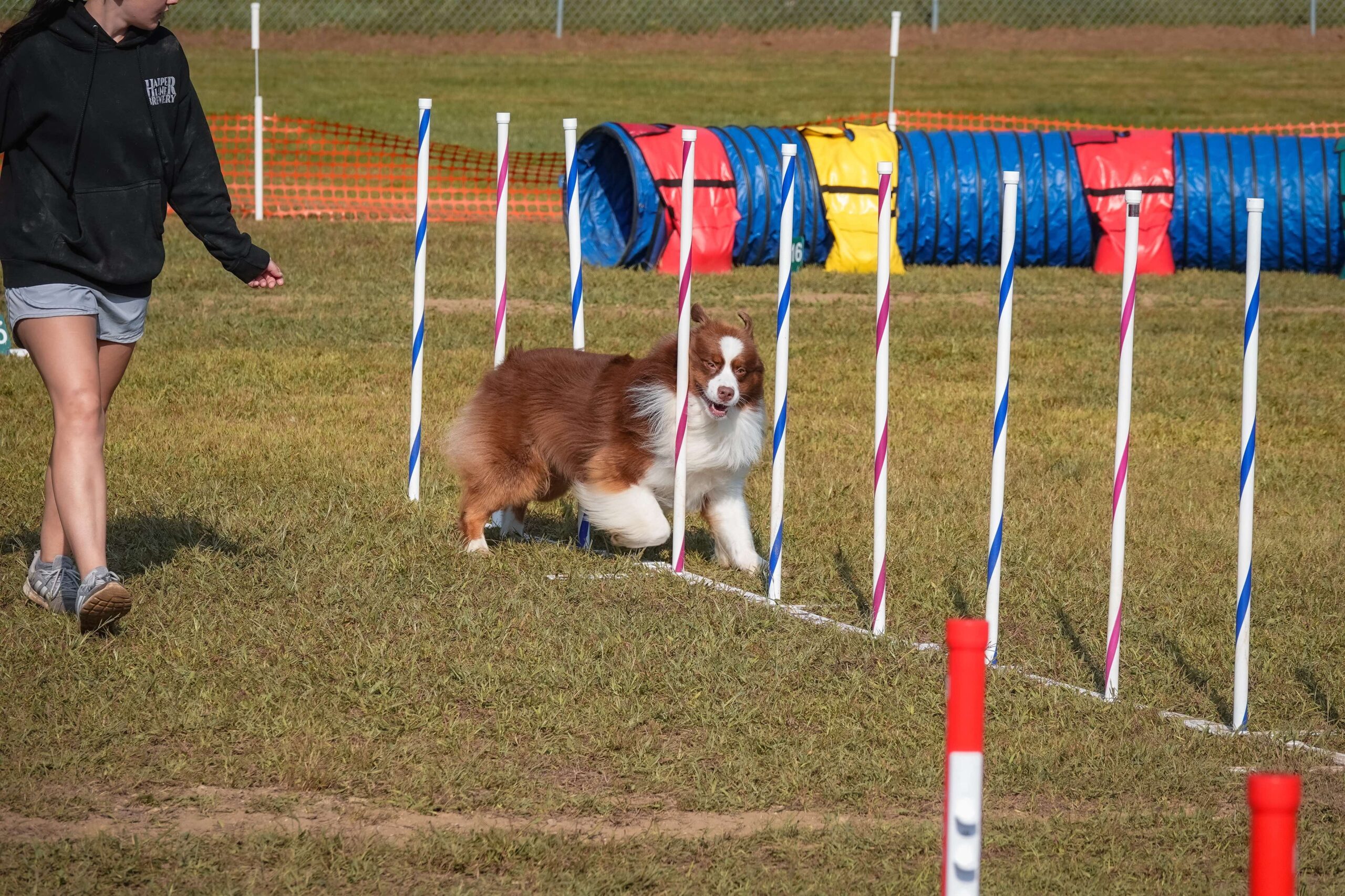 Dog Agility Poles: A Test of Precision and Speed