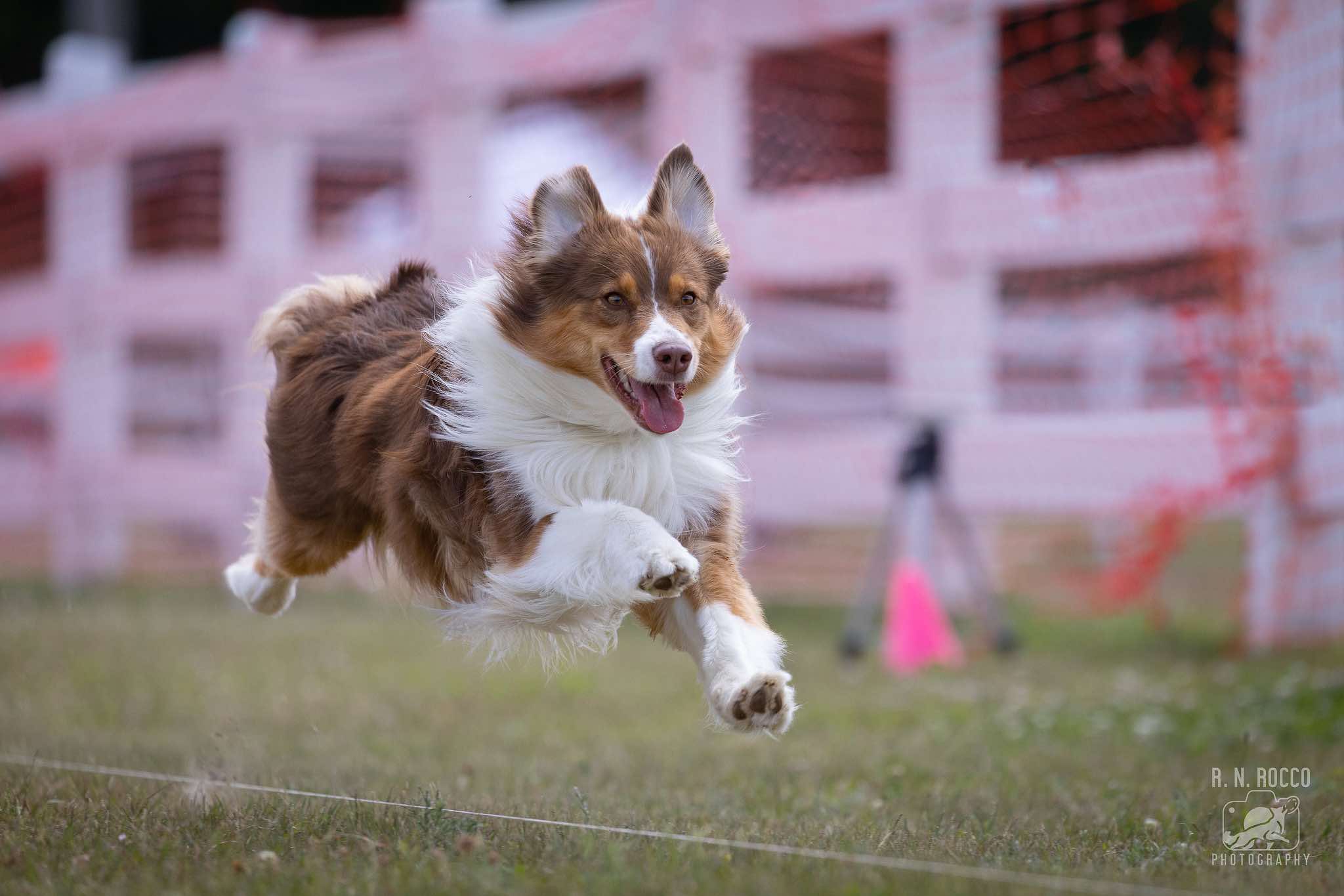 Chasing AKC Fast CAT Titles