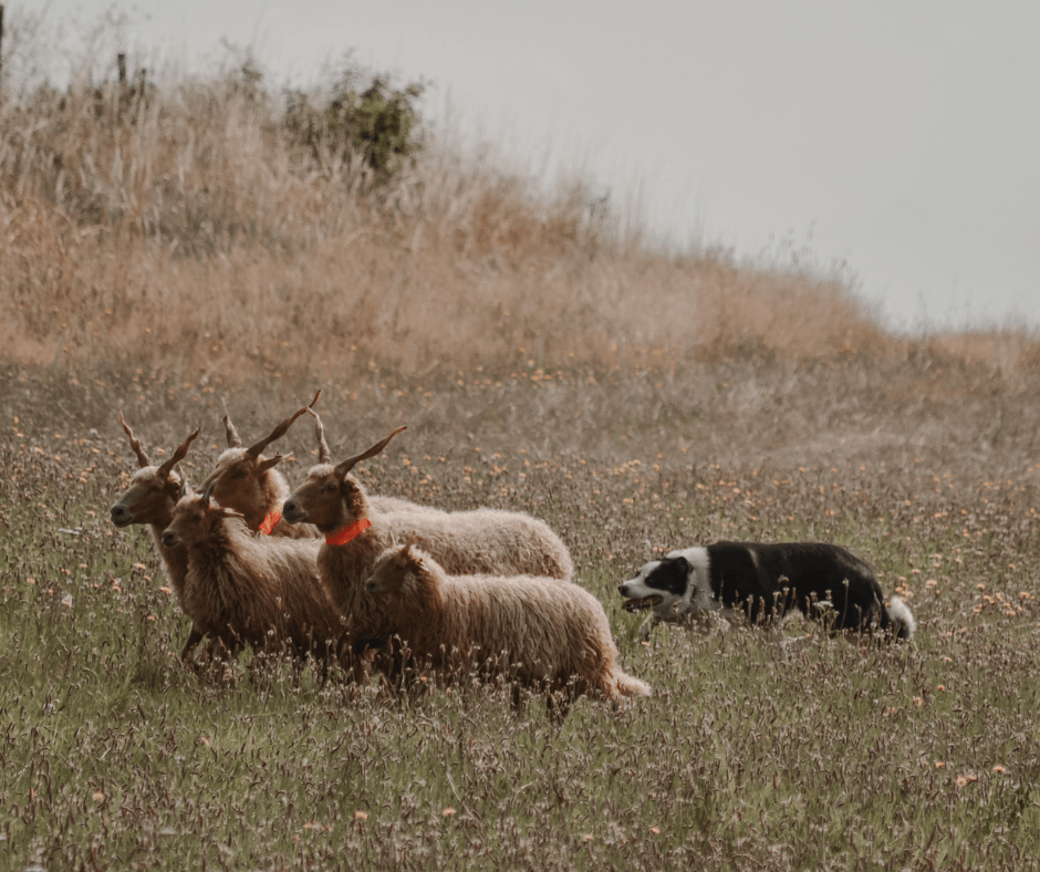 Herding Styles Explained: How Different Breeds Work Livestock