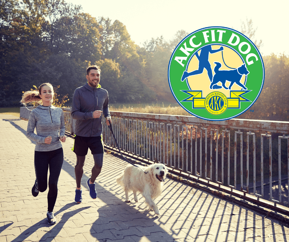 What is an AKC Fit Dog Title?
