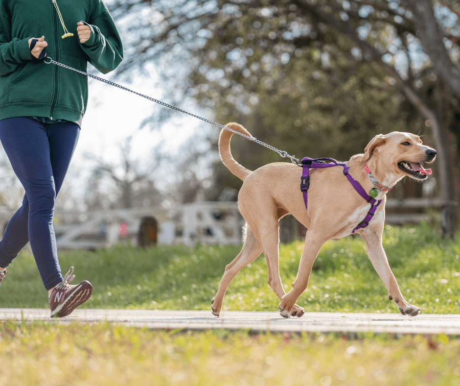 AKC Fit Dog vs. Regular Exercise: What Makes This AKC Program Special?