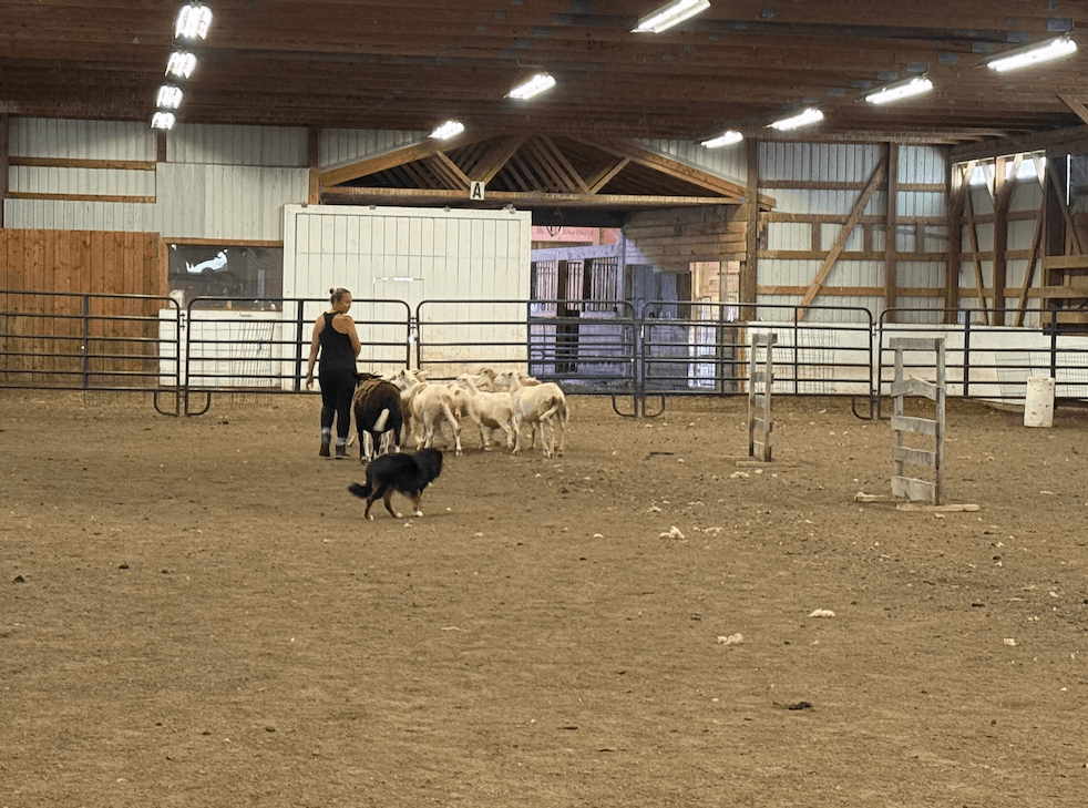 Introduction to AKC Herding Titles