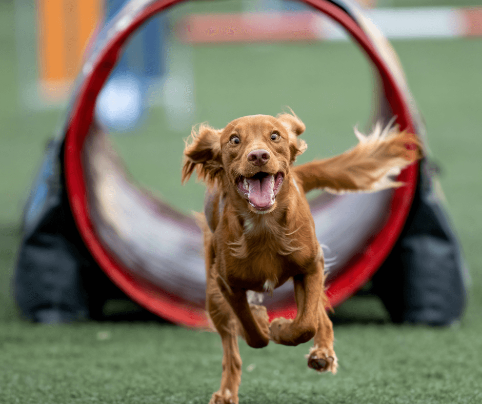 Canine Performance Events – CPE
