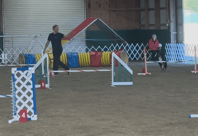 Trying ASCA Agility With My Miniature American Shepherd Moose
