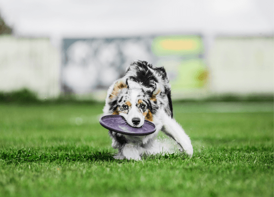 UpDog Disc Dog frequently asked questions