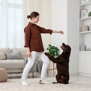 Canine Freestyle in action