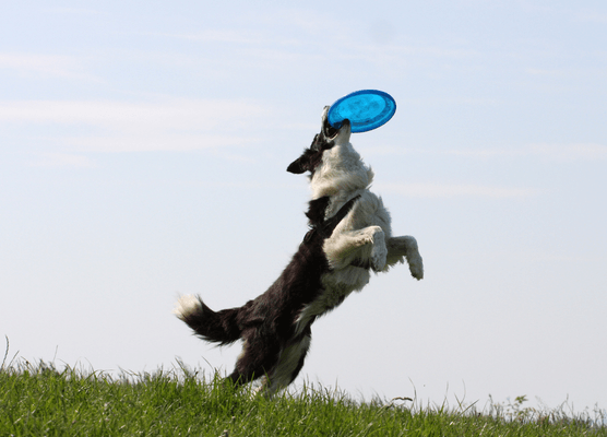 UpDog Disc Dog in action