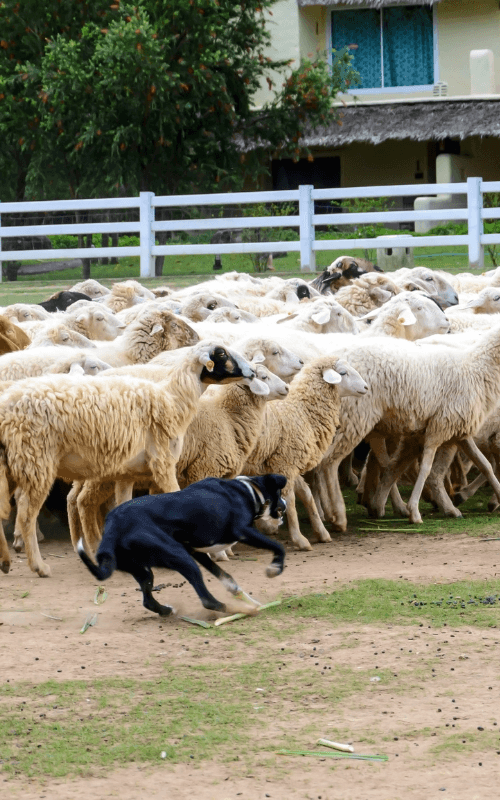 Sheep Herding dog sport