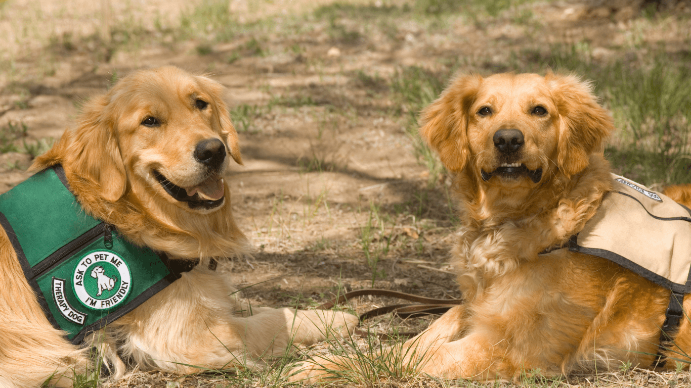 AKC Therapy Dog in action