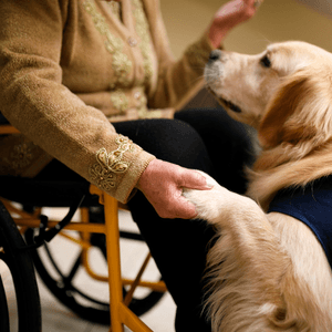 AKC Therapy Dog frequently asked questions